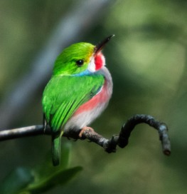Oiseau tropical cubain
